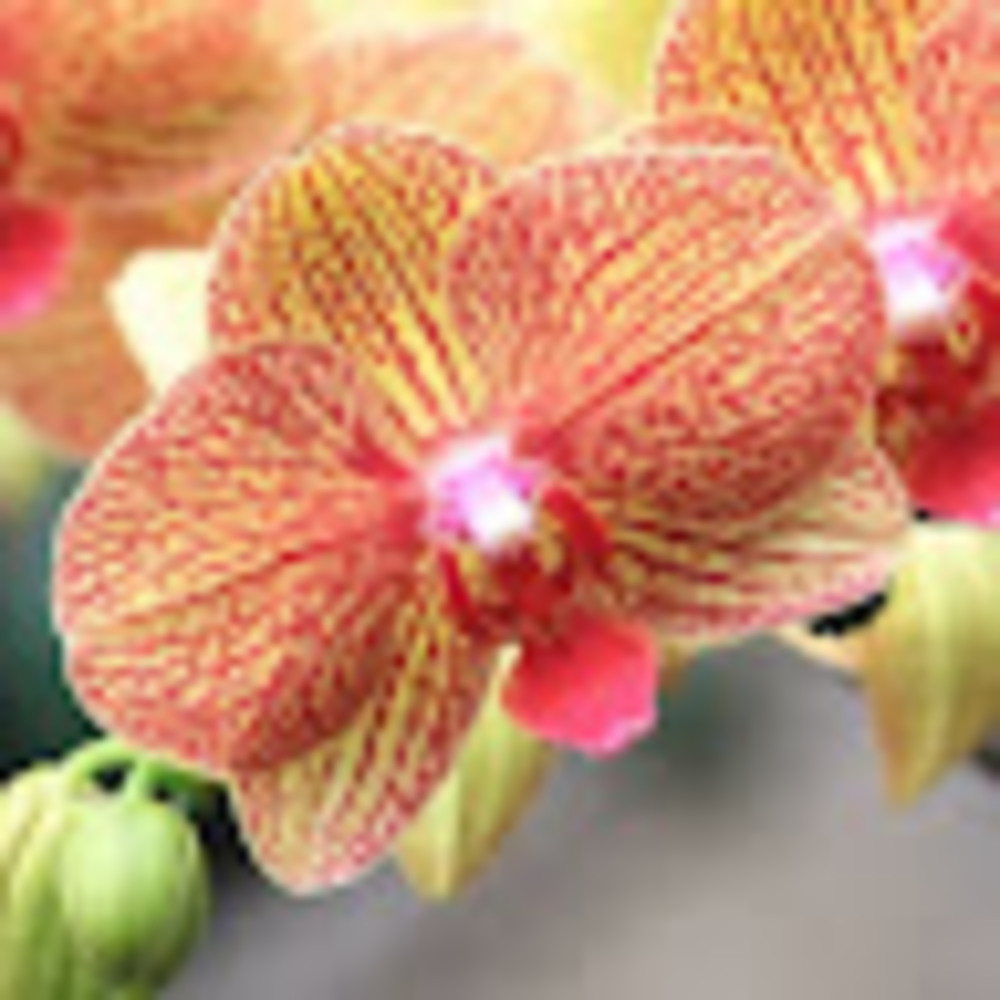 Meet your Posher, Carla